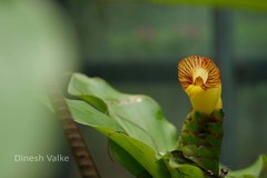 Costus malortieanus